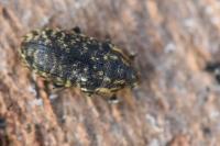 Rhinocyllus conicus