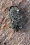 Rhinocyllus conicus