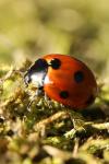 Coccinella septempunctata