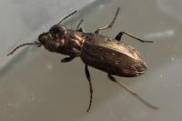 Notiophilus quadripunctatus