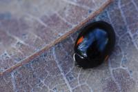 Adalia decempunctata