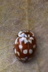 Myrrha octodecimguttata