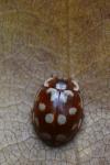 Myrrha octodecimguttata
