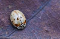 Adalia decempunctata