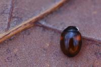 Adalia decempunctata
