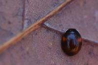 Adalia decempunctata
