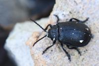 Galeruca tanaceti