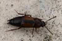 Tachinus subterraneus