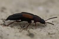 Tachinus subterraneus