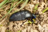 Meloe violaceus