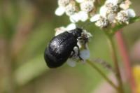 Galeruca tanaceti