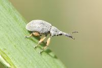 Rhopalapion longirostre