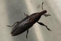 Lixus ochraceus