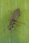 Danacea