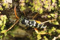 Plagionotus arcuatus