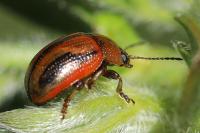 Gonioctena olivacea