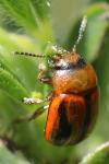Gonioctena olivacea