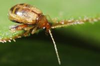Longitarsus