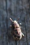 Hylesinus varius