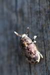 Hylesinus varius