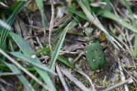 Cicindela campestris