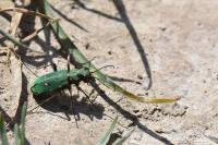 Cicindela campestris