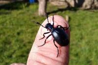 Meloe violaceus