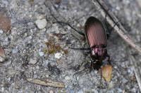 Poecilus cupreus