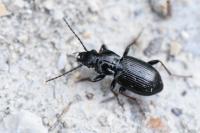 Pterostichus oblongopunctatus
