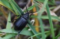Galeruca tanaceti