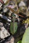 Cicindela campestris