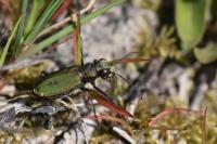 Cicindela campestris