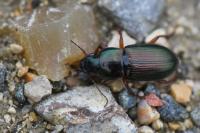 Harpalus affinis