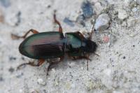 Harpalus affinis
