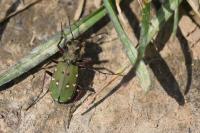 Cicindela campestris
