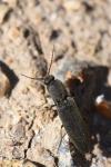 Agriotes pilosellus
