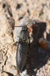 Agriotes pilosellus
