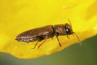 Anthaxia mendizabali