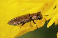 Anthaxia mendizabali