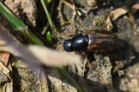 Melinopterus prodromus
