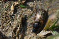 Melinopterus prodromus