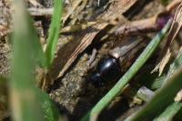 Melinopterus prodromus