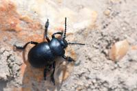 Timarcha tenebricosa