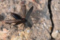 Agriotes pilosellus