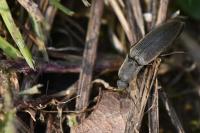 Agriotes pilosellus