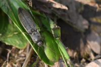 Agriotes pilosellus