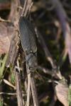 Agriotes pilosellus