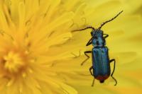 Malachius bipustulatus