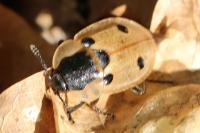 Dendroxena quadrimaculata