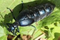 Meloe proscarabaeus
